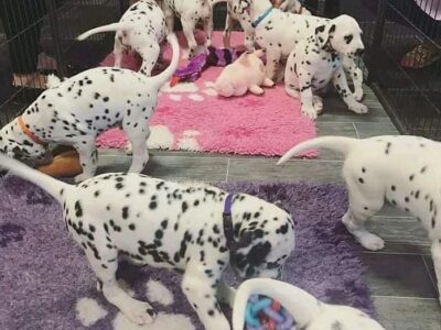 Cuccioli di Dalmata
