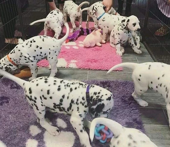 Cuccioli di Dalmata