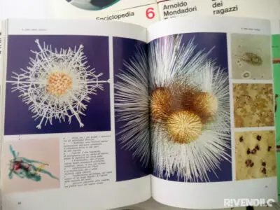 Enciclopedia dei Ragazzi
