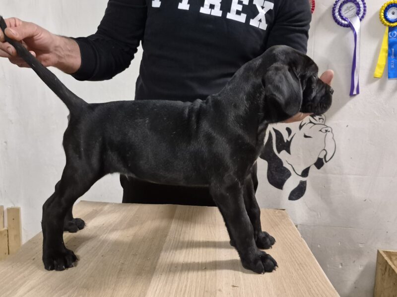 Cuccioli cane corso