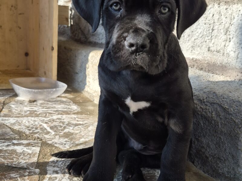 Cuccioli cane corso