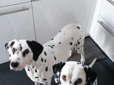 Cuccioli di Dalmata
