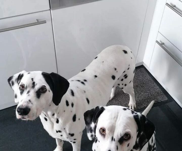 Cuccioli di Dalmata