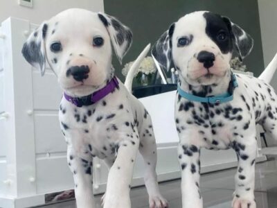Cuccioli di Dalmata