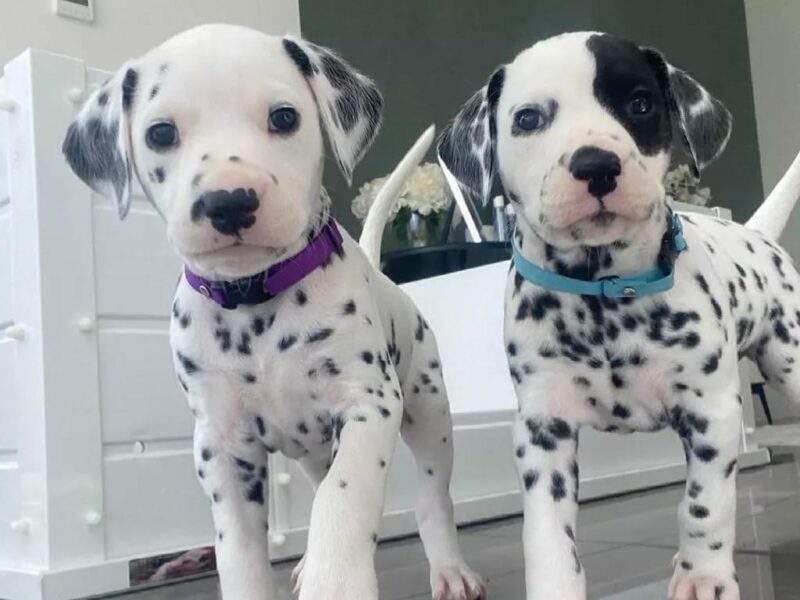 Cuccioli di Dalmata