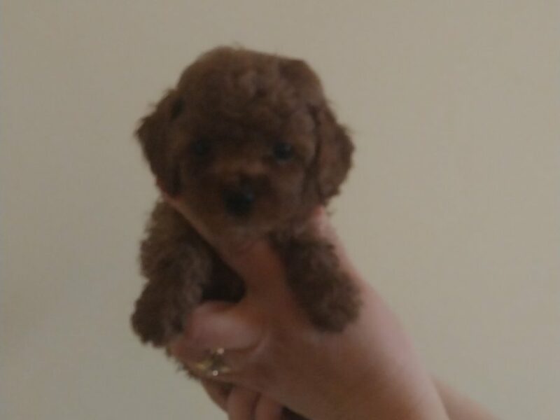 Barboncino mini toy
