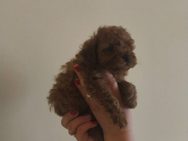 Barboncino mini toy