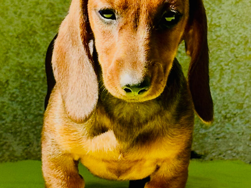 Cucciola bassotto fulvo