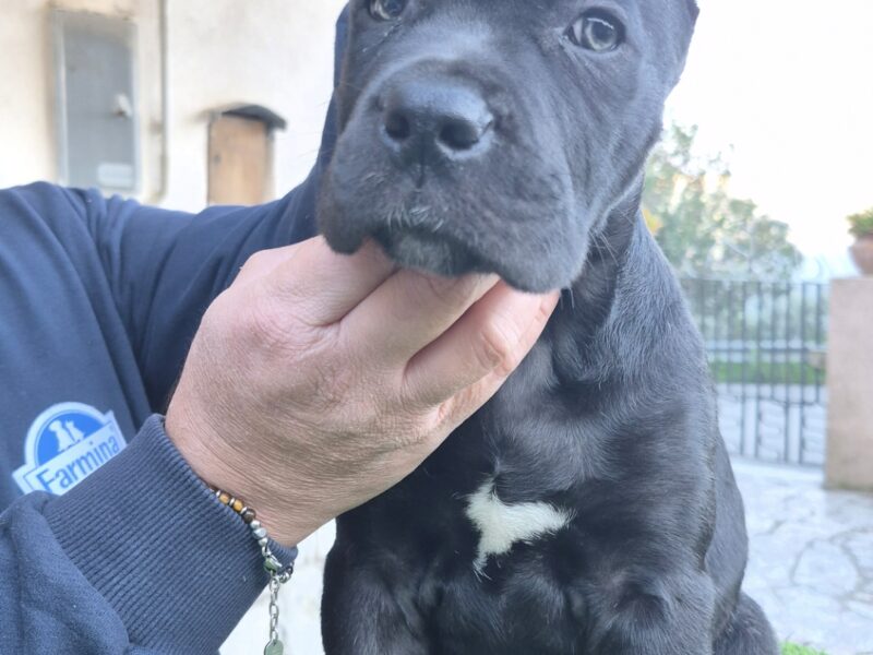 Cuccioli cane corso
