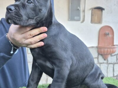 Cuccioli cane corso