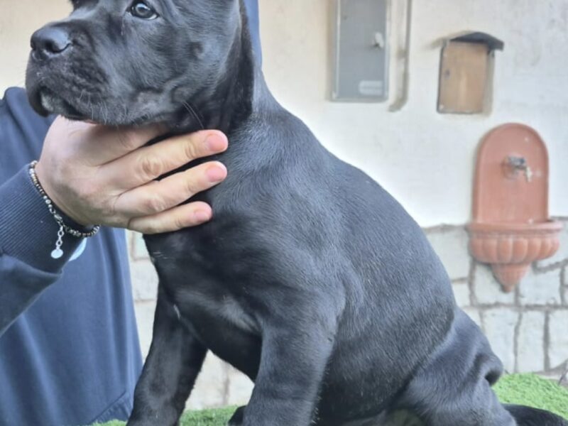 Cuccioli cane corso